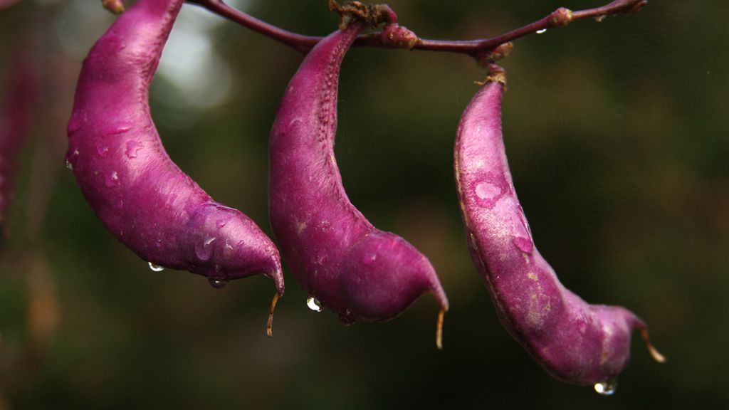 Wspięga pospolita gotowana z dodatkiem soli