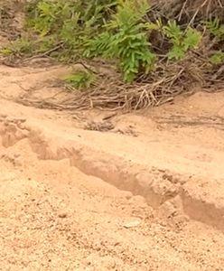 Pisklę kontra lampart. Niespodziewany zwrot akcji na koniec