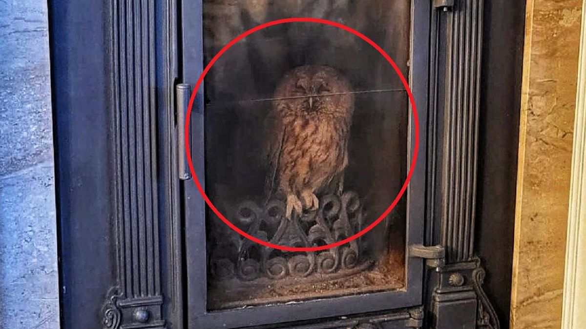 Puszczyk uwięziony w kominku.