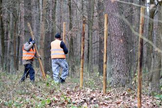 ASF. Rząd planuje zwiększyć dopłaty dla rolników z zagrożonych regionów