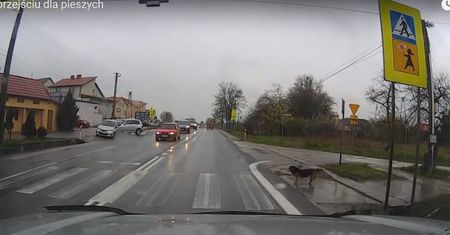 Pies z Bilczy koło Kielc daje przykład pieszym jak dbać o własne bezpieczeństwo na przejściu dla pieszych