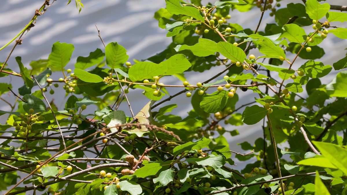 Dławisz okrągłolistny to popularna roślina ozdobna