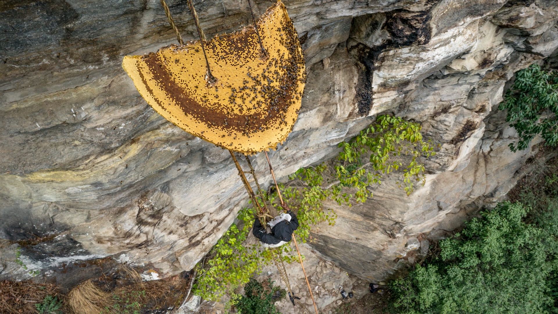 Halucynogenny miód i dobre zdjęcia - zobaczcie, jak powstaje nowy dokument Nat Geo 1