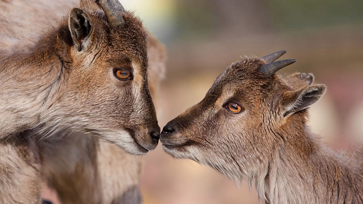 Zwierzęta czasem okazują uczucia lepiej niż ludzie. Zobacz wzruszające zdjęcia 1