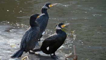 Kalisz: Prosna zimą. Naturalna przystań dla ptactwa wodnego