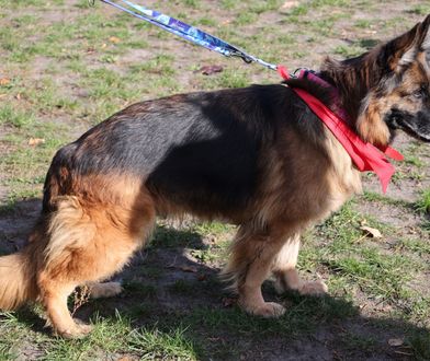 Wynalazek naukowców z Krakowa. Zrewolucjonizuje operacje psów