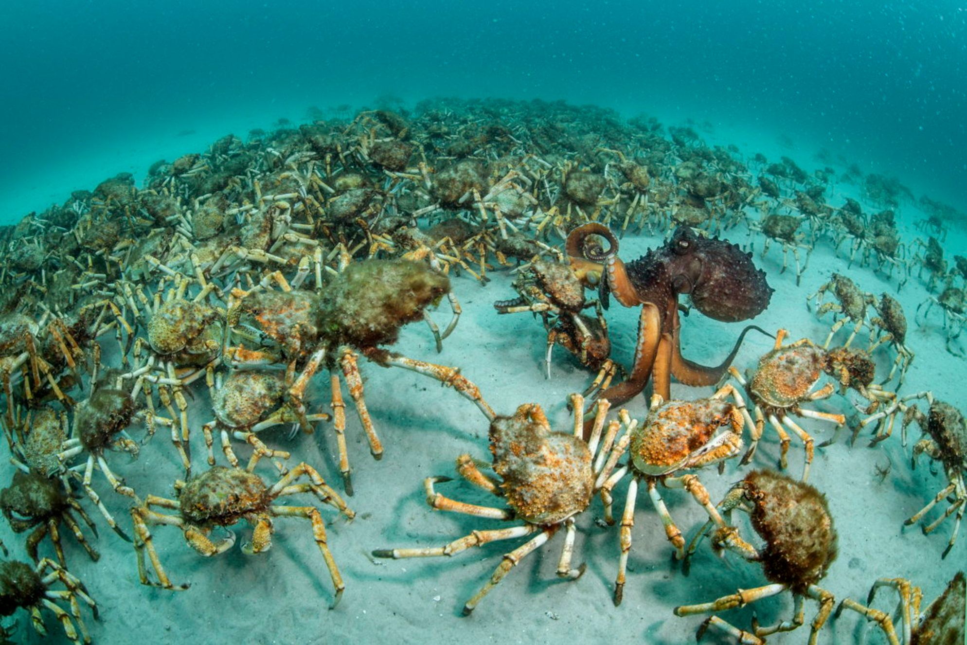 Wildlife Photographer of the Year 2017. Wygrało zdjęcie opowiadające historię zbrodni na nosorożcach 4