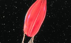 Żebropław: nasz najstarszy przodek. Śmiała koncepcja, krwawy spór