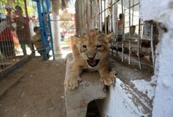 Afryka. Przerażający proceder. Turyści zabijają lwy dla przyjemności