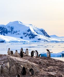 Marzysz o wyjeździe na biegun? Polska Stacja Antarktyczna rekrutuje pracowników