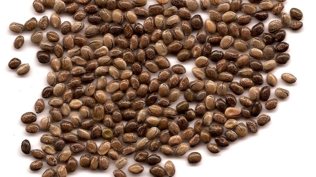 Ziarna łubinu gotowane z dodatkiem soli