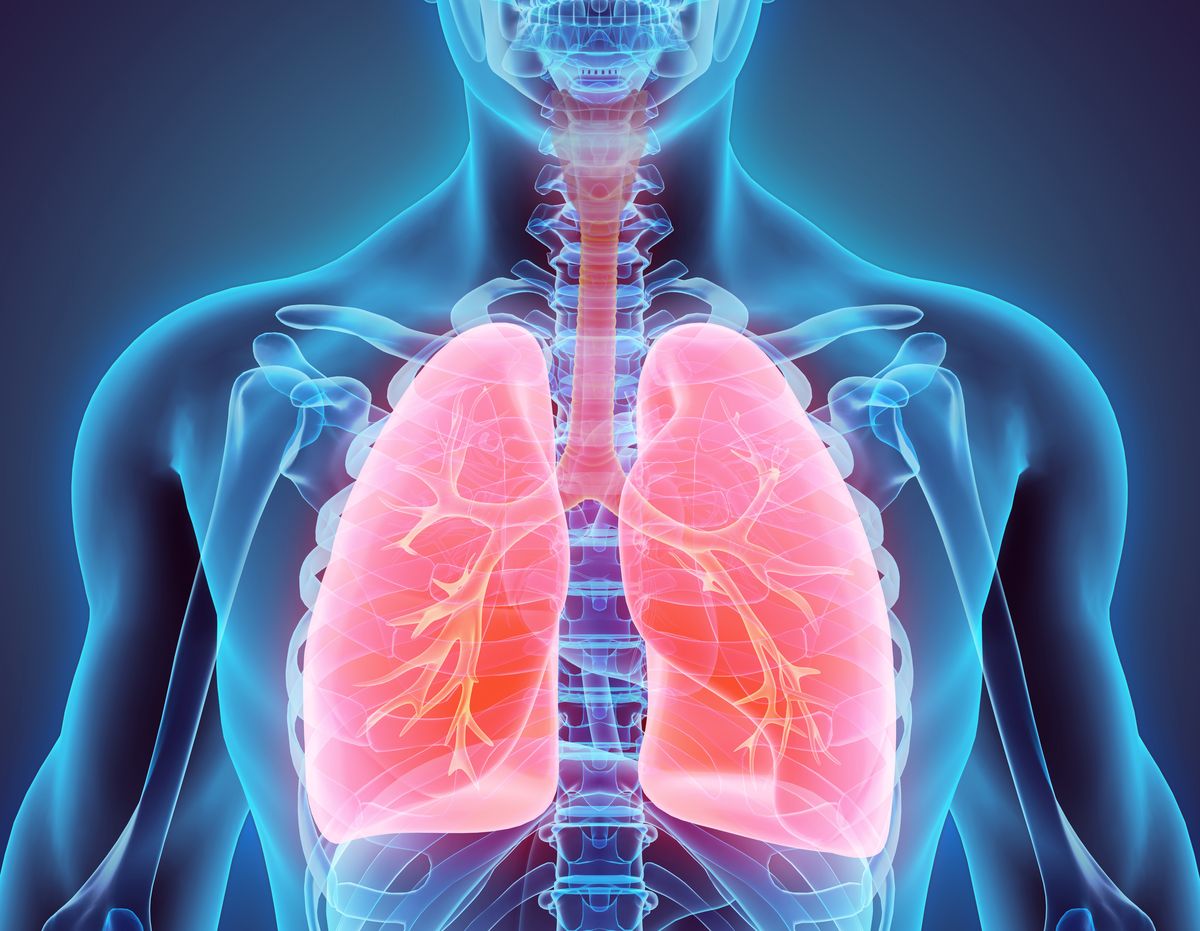 ludzkie płuca