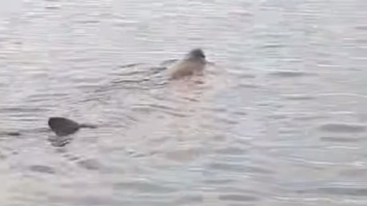 Długoszpar to gatunek rekina, który nie jest niebezpieczny dla ludzi. 