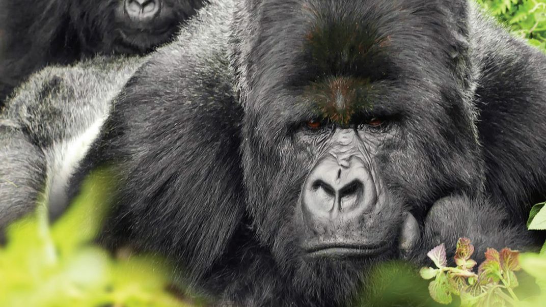 Gorilla Glass Victus zaprezentowane. Szkło bez kompromisów? 1