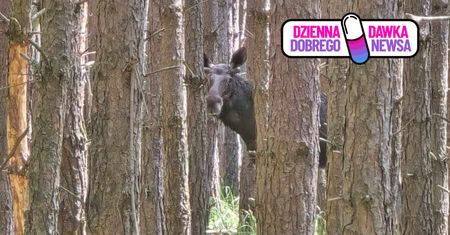 "Coraz częstszy gość". Leśnicy z Opola nie kryją radości