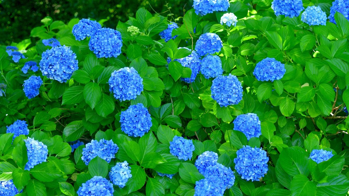 Hydrangea paniculata/Particle hydrangea: Multi-stemmed, Woody, Deciduous Shrub with Bright Blossoms
Hydrangea paniculata, commonly called panicle hydrangea, is a vigorous, upright, rapid growing, deciduous shrub that is native to Japan and China. It grows to 3-5 meter high, and features oval to ovate dark green leaves and upright, sharply-pointed, conical, terminal flower panicles containing both fertile and sterile flowers that bloom from mid-summer into autumn.
The genus name Hydrangea comes from hydor meaning "water" and aggeion meaning "vessel", in reference to the cup-like capsular fruit. The specific epithet paniculata refers to the arrangement of the flowers in panicles. [Misouri Botanical Garden]
Photos from Japan, Asia and othe