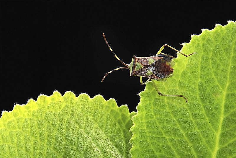 Znamy zwycięzców konkursu International Garden Photographer of the Year 2016 31