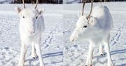 Niesamowicie rzadki biały renifer ujęty na zdjęciach