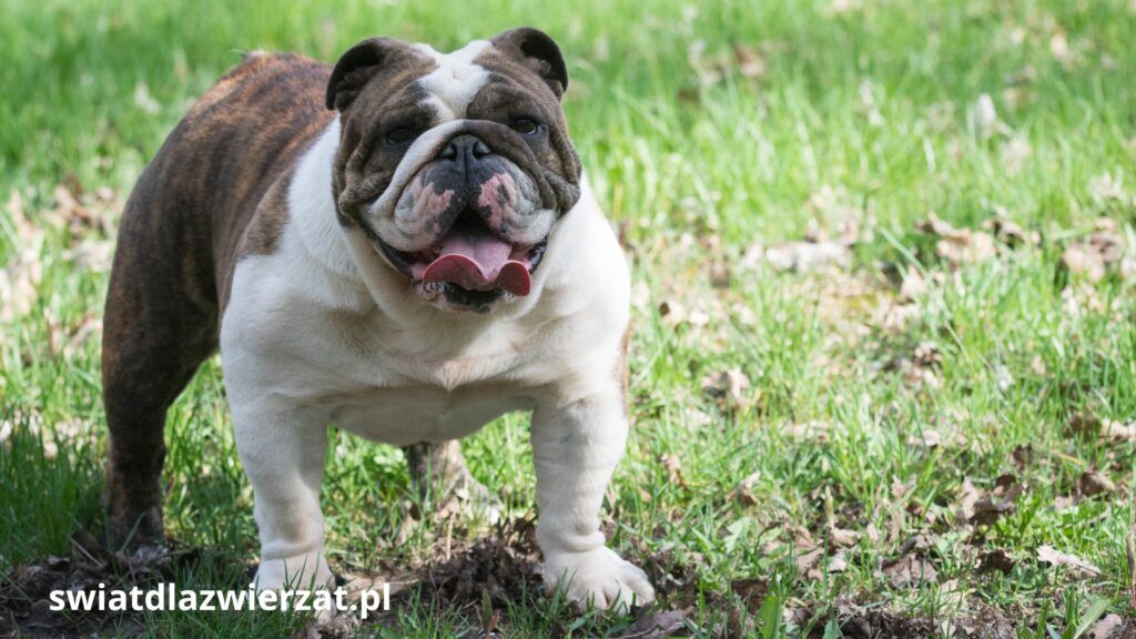 buldog angielski