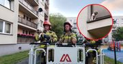 Pies stał za barierką balkonu. Interweniowali strażacy
