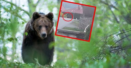 Niedźwiedź wpadł na popas. Jest nagranie i ostrzeżenie gminy