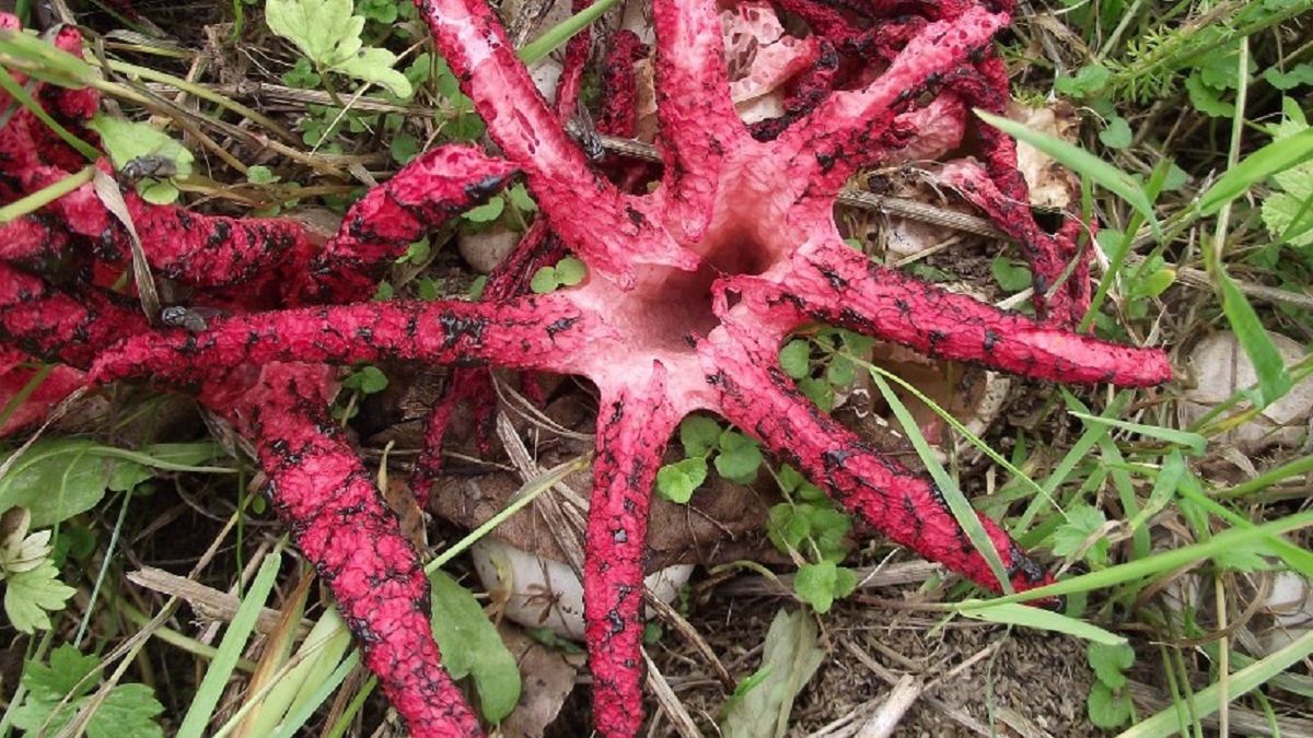 Leśnicy pokazali zdjęcie grzyba. 