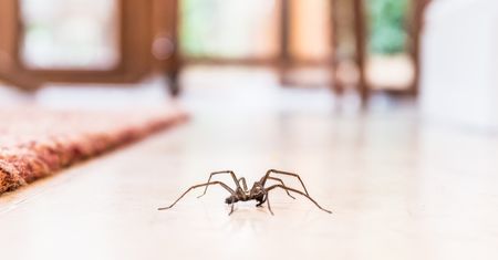 Wyjmij z kuchennej szafki i rozsyp na parapecie. Pająki będą uciekać w popłochu