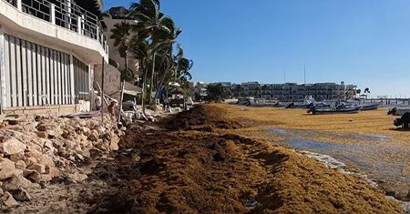 Floryda przygotowuje się na wyrzut sargassum. "Najgorszy rok w historii"
