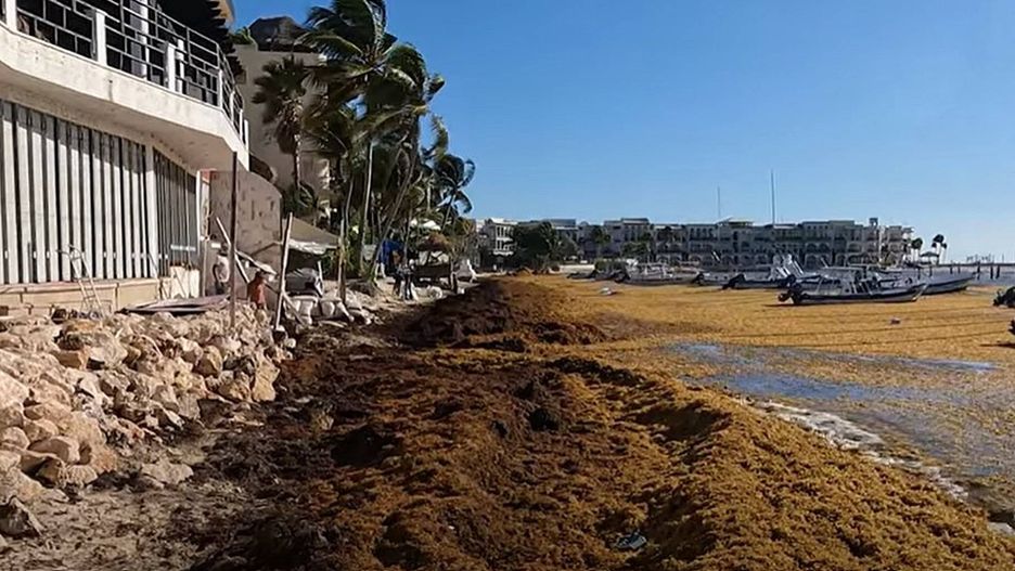Sargassum na słynnej plaży Playa Del Carmen w Meksyku