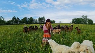 Bieszczady: W sąsiedzkiej komitywie z wilkami. Rozmowa z hodowcami kóz