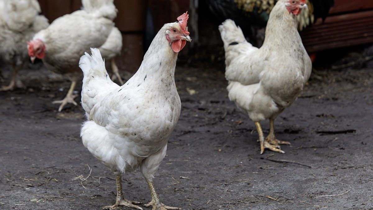 Rzekomy pomór drobiu w Mniowie.