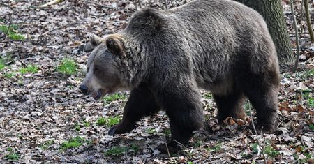 Kolejny atak niedźwiedzia. Rolnicy uciekli do auta