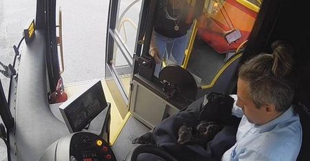 Smutny widok na drodze. Kierowca autobusu pomógł osieroconemu maluchowi