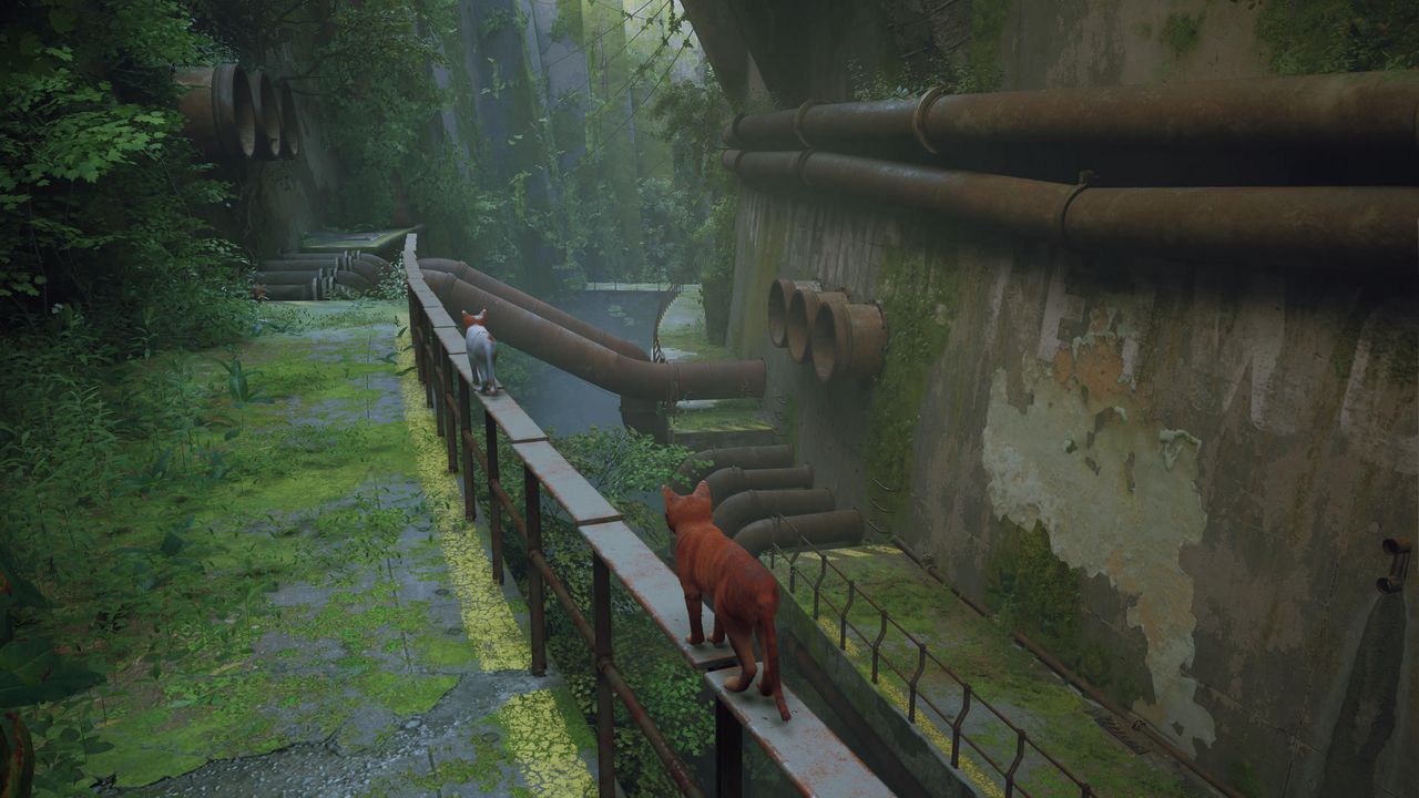 Stray