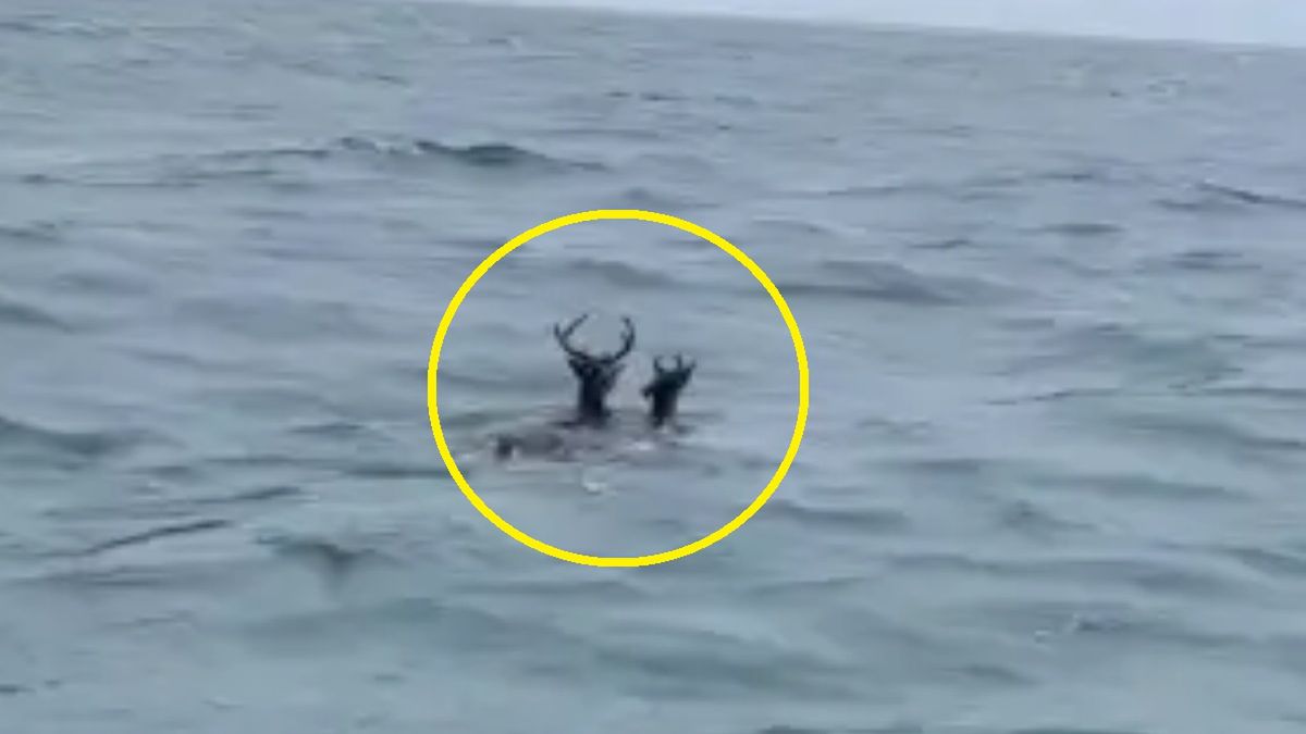 Zdumiewający widok. Dwa jelenie płynęły sobie... Oceanem Atlantyckim!