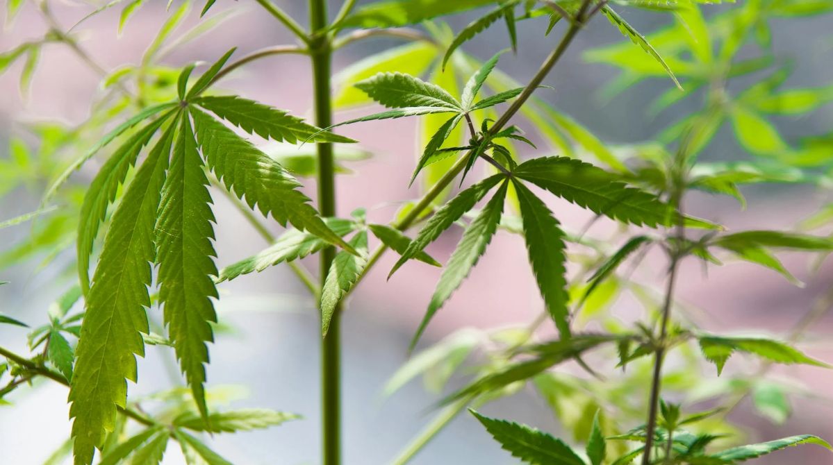 Busko-Zdrój: Spacerowicz znalazł... uprawę konopi. Narkotykowe roślinki rosły w doniczkach