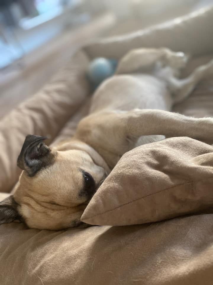 Dzień Kundelka na Pudelku!