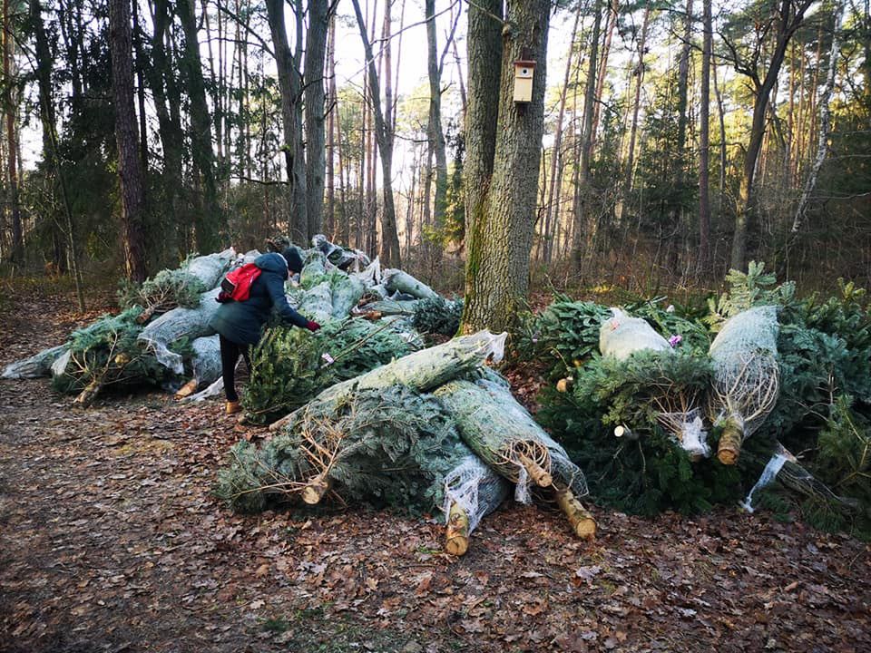 Las Sękociński. Ponad 70 choinek porzuconych w lesie. "Nie sprzedały się"