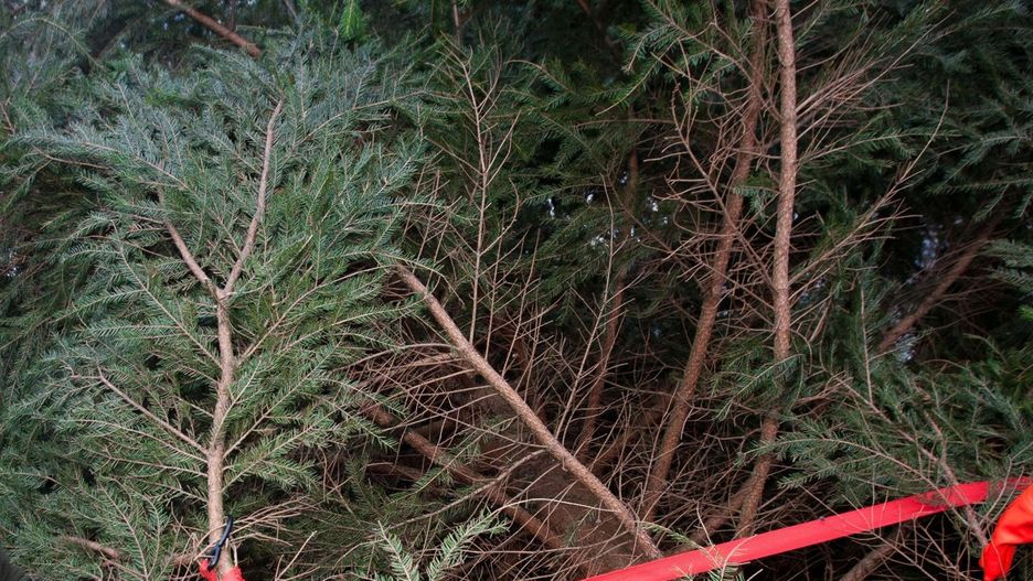 Stroisz można pozyskiwać tylko z legalnych źródeł.