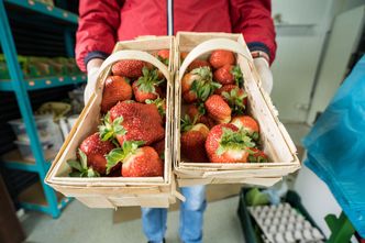 Pogoda sprzyja uprawom truskawek. Ale ceny będą wyższe