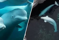 Dramatyczna sytuacja w Marineland. Ssakom grozi śmierć