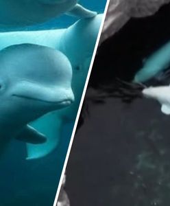 Dramatyczna sytuacja w Marineland. Ssakom grozi śmierć