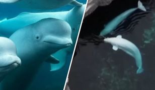 Dramatyczna sytuacja w Marineland. Ssakom grozi śmierć
