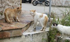 Darmowe wakacje na Syros: wyjątkowa propozycja