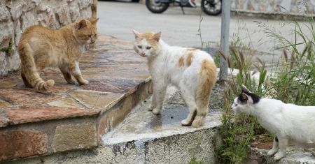Darmowe wakacje na Syros: wyjątkowa propozycja