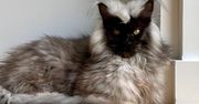 Maine coon Richie podbija social media. Jego futro jest zachwycające