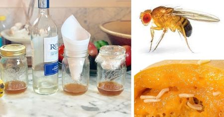 5 domowych sposobów na pozbycie się muszek owocówek. Padają na miejscu!