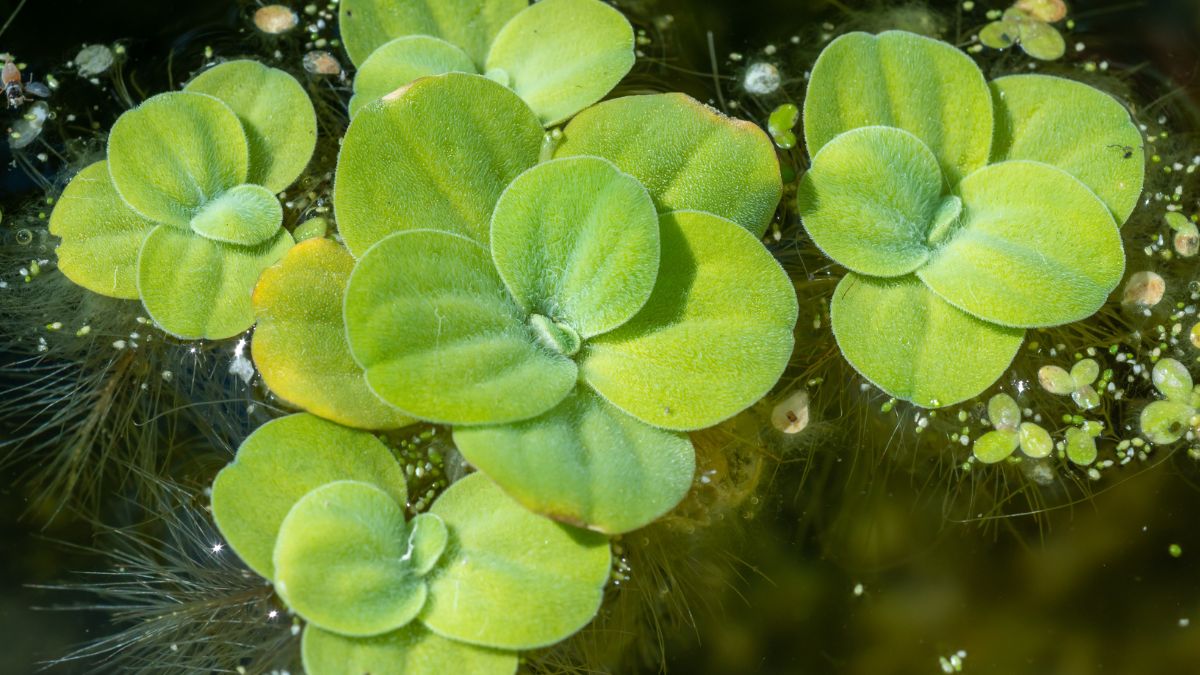 Pistia rozetkowa to gatunek inwazyjny