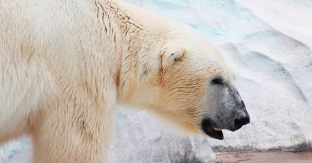 Niecodzienne spotkanie w Ontario. Żeby uratować żonę - rzucił się na niedźwiedzia polarnego