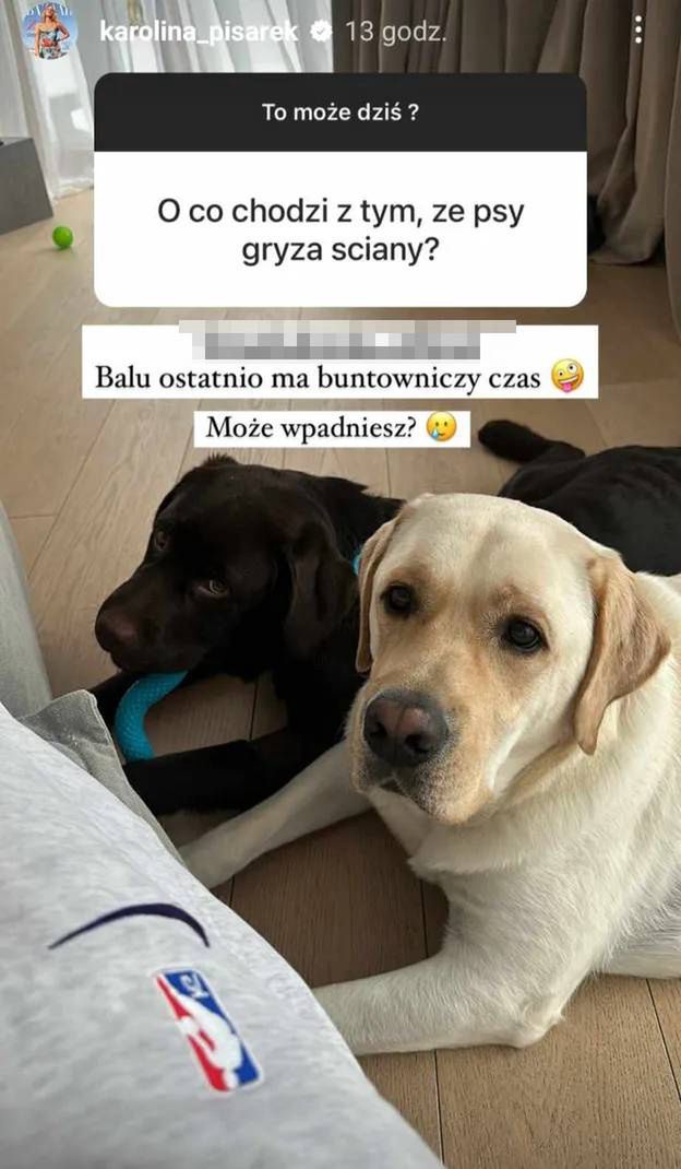 Psy zdemolowały dom Pisarek